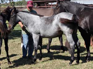 Joe Hancock & 4 Times Blue Valentine bred ~ sire and dam are grandson and granddaughter of Hancock's Blue Boy at CNR Quarter Horses in Lubbock, Texas