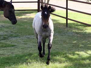 Dash For Cash ~ Hancock bred buckskin filly for sale in Texas