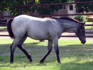 blue roan filly for sale in Texas