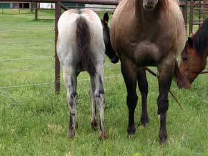 First Down Dash, Boon Bar and Blue Valentine filly for sale in Texas