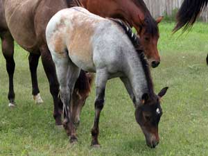 First Down Dash, Boon Bar and Blue Valentine blue roan filly for sale in Texas