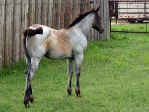 blue roan filly for sale in Texas