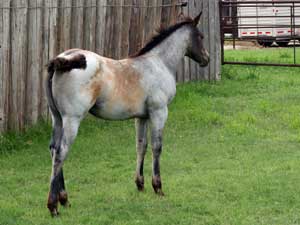 Dash For Cash ~ Hancock bred buckskin filly for sale in Texas