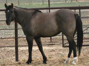 CNR-Cash-Dividend ~ Blue Valentine bred ~ her sire is a grandson of Blue Valentine and the dam is Dash For Cash bred through First Down Dash and Dashing Cleat