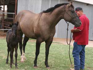 CNR-Cash-Dividend ~ Blue Valentine bred ~ her sire is a grandson of Blue Valentine and the dam is Dash For Cash bred through First Down Dash and Dashing Cleat