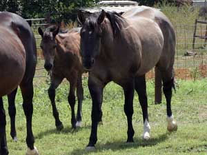 CNR-Cash-Dividend ~ Blue Valentine bred ~ her sire is a grandson of Blue Valentine and the dam is Dash For Cash bred through First Down Dash and Dashing Cleat