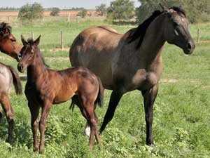 CNR-Cash-Dividend ~ Blue Valentine bred ~ her sire is a grandson of Blue Valentine and the dam is Dash For Cash bred through First Down Dash