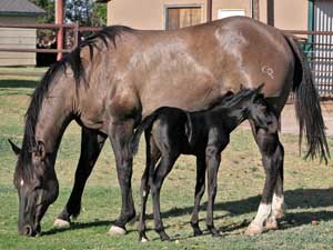 CNR-Cash-Dividend ~ Blue Valentine bred ~ her sire is a grandson of Blue Valentine and the dam is Dash For Cash bred through First Down Dash and Dashing Cleat