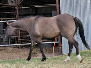 CNR-Cash-Dividend ~ Blue Valentine bred ~ her sire is a grandson of Blue Valentine and the dam is Dash For Cash bred through First Down Dash and Dashing Cleat