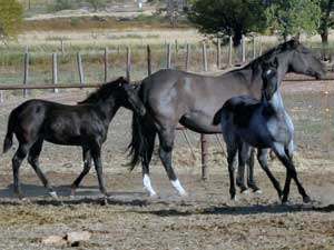 CNR-Cash-Dividend ~ Blue Valentine bred ~ her sire is a grandson of Blue Valentine and the dam is Dash For Cash bred through First Down Dash