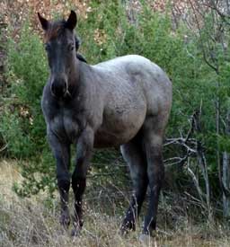 CNR Cash N Hancock ~ Blue Valentine bred ~ his sire is a grandson of Blue Valentine and the dam is Dash For Cash bred through First Down Dash and Dashing Cleat