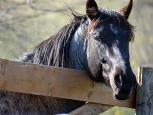 CNR Cash N Hancock ~ Blue Valentine ~ First Down Dash AQHA Blue Roan foundation bred colt for sale in Texas