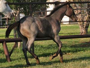 CNR Cash N Hancock ~ Blue Valentine bred ~ his sire is a grandson of Blue Valentine and the dam is Dash For Cash bred through First Down Dash and Dashing Cleat