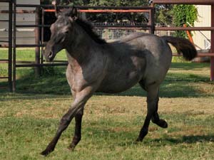 CNR Cash N Hancock ~ Blue Valentine ~ First Down Dash AQHA Blue Roan foundation bred colt for sale in Texas