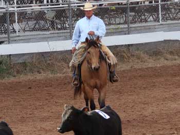 CNR Cashs Chubby Leo dun gelding Dash For Cash and Leo bred at CNR Quarter Horses in Lubbock, Texas