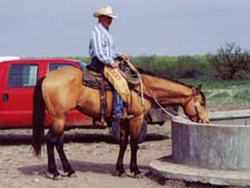 Dash For Cash quarter horse for sale in Texas