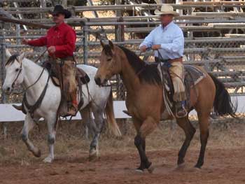 CNR Cashs Chubby Leo dun gelding Dash For Cash and Leo bred at CNR Quarter Horses in Lubbock, Texas