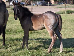 Dash For Cash ~ Hancock bred colt for sale in Texas