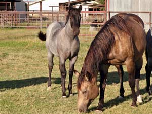 Blue Valentine, First Down Dash and Boon Bar bred for sale at CNR Quarter Horses in Lubbock, Texas