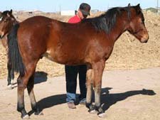 Boon Bar, Colonel Freckles, Ruano Rojo, Blue Valentine quarter horse colt for sale in Texas