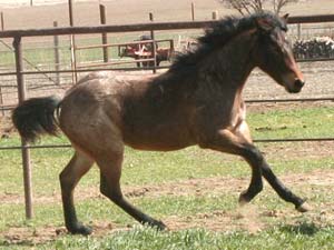 Blue Valentine and Driftwood bred quarter horse for sale