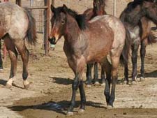 Double bred Blue Valentine ~ Double bred Driftwood Ike bay roan filly for sale