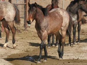 Double bred Blue Valentine ~ Double bred Driftwood Ike bay roan filly for sale