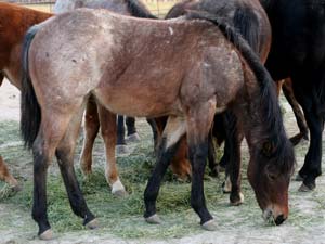 Double bred Blue Valentine ~ Double bred Driftwood Ike bay roan filly for sale