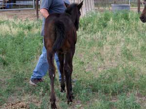 Joe Hancock & 4 Times Blue Valentine bred ~ sire and dam are grandson and granddaughter of Hancock's Blue Boy at CNR Quarter Horses in Lubbock, Texas