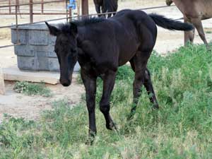 Horse Joe Hancock & D4 Times Blue Valentine bred ~ sire and dam are grandson and granddaughter of Hancock's Blue Boy at CNR Quarter Horses in Lubbock, Texas