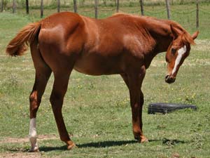 grandson of Easy Jet and double bred Jet Deck