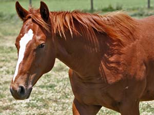 grandson of Easy Jet and double bred Jet Deck