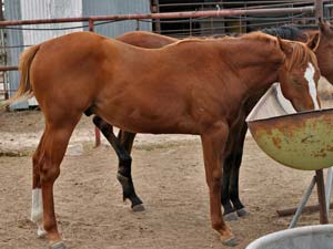 grandson of Easy Jet and double bred Jet Deck