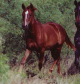 CNR Eddie Waggoner sorrel filly Joe Hancock and Jackie Bee bred
