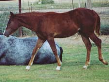 CNR Eddie Waggoner sorrel filly Joe Hancock and Jackie Bee bred