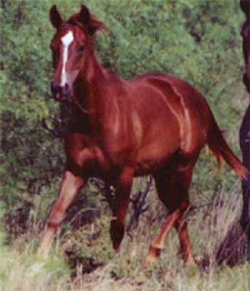 CNR Eddie Waggoner sorrel filly Joe Hancock and Jackie Bee bred