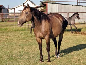 First Down Dash, Boon Bar and Blue Valentine blue roan filly for sale in Texas