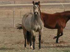 First Down Dash, Boon Bar and Colonel Freckles buckskin filly