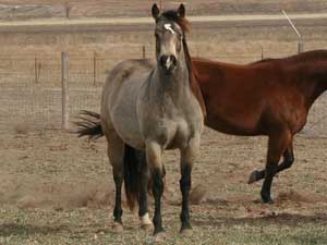 First Down Dash, Boon Bar and Colonel Freckles buckskin mare