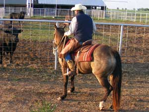 First Down Dash, Boon Bar and Colonel Freckles buckskin mare