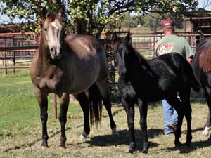 First Down Dash, Boon Bar and Blue Valentine blue roan filly for sale in Texas