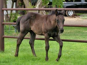 Joe Hancock, Jackie Bee and Sugar Bars ranch bred blue roan colt for sale at CNR Quarter Horses in Lubbock, Texas