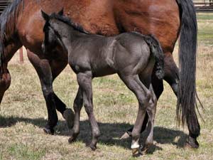 Joe Hancock, Jackie Bee and Sugar Bars ranch bred blue roan colt for sale at CNR Quarter Horses in Lubbock, Texas