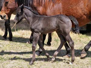 Joe Hancock, Jackie Bee and Sugar Bars ranch bred blue roan colt for sale at CNR Quarter Horses in Lubbock, Texas