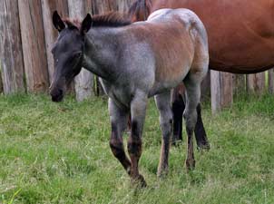 Joe Hancock, Jackie Bee and Sugar Bars ranch bred blue roan colt for sale at CNR Quarter Horses in Lubbock, Texas