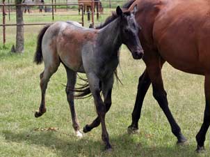 Joe Hancock, Jackie Bee and Sugar Bars ranch bred blue roan colt for sale at CNR Quarter Horses in Lubbock, Texas