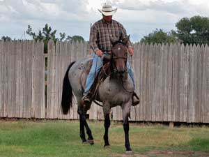 Blue Valentine ~ Tanquery Gin quarter horse filly for sale in Texas