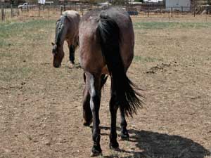 Blue Valentine, Tanquery Gin and Sugar Bars ranch bred colt for sale
