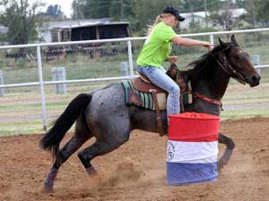 Blue Valentine, Tanquery Gin and Sugar Bars ranch bred colt for sale