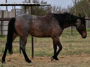 Blue Valentine, Tanquery Gin and Sugar Bars ranch bred colt for sale